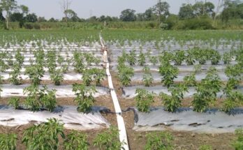 Reducing role of monsoon in farming is key for agrochemicals growth