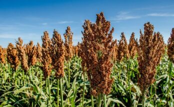 Carlsberg Foundation grants DKK 19.5 mn to Crops for the Future research project