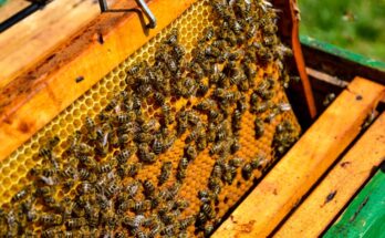 All things you need to know about National Beekeeping & Honey Mission and its implementation