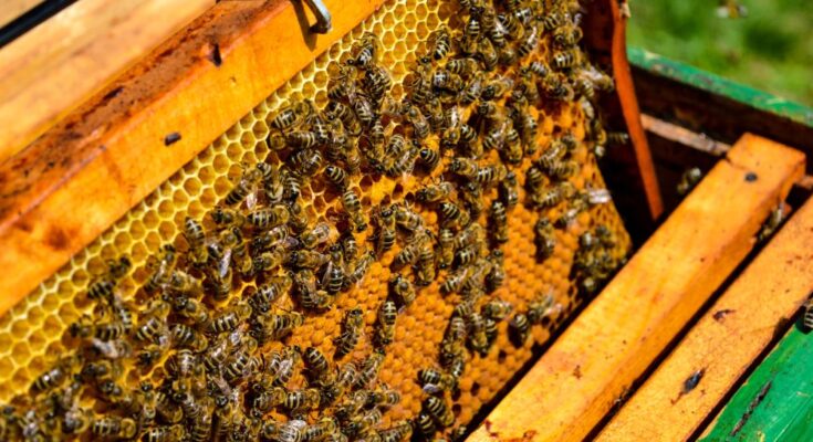 All things you need to know about National Beekeeping & Honey Mission and its implementation