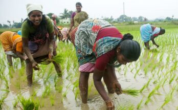 Harnessing agriculture as tool of women empowerment