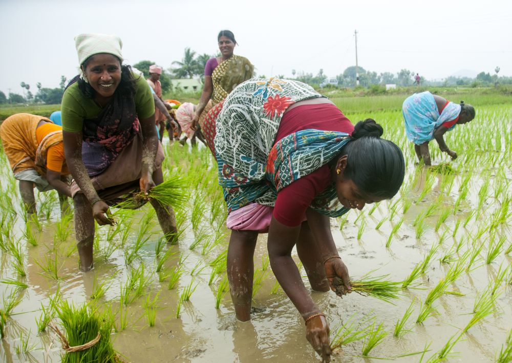 Harnessing Agriculture As Tool Of Women Empowerment Agriculture Post