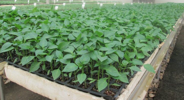 Is hydroponics a viable alternative for Indian farming community?