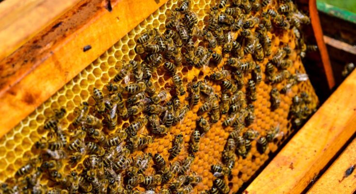 Bees are fundamental to global food security and biodiversity: FAO