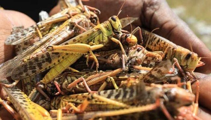 FAO’s high-tech response helps fight against Desert Locusts