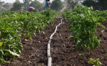 Unnati, Satyukt partnership to offer innovative farming solutions using satellite technology