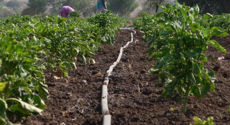 Unnati, Satyukt partnership to offer innovative farming solutions using satellite technology