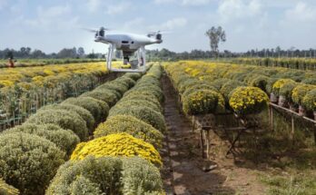 India needs widespread adoption of Artificial Intelligence to improve crop productivity