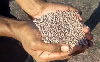 India to explore deposits of Phosphatic rock to become self reliant in fertiliser production: Mandaviya