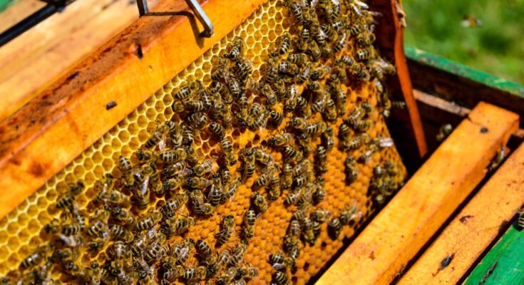KVIC’s Honey Mission provide livelihood to 15,000 beekeepers