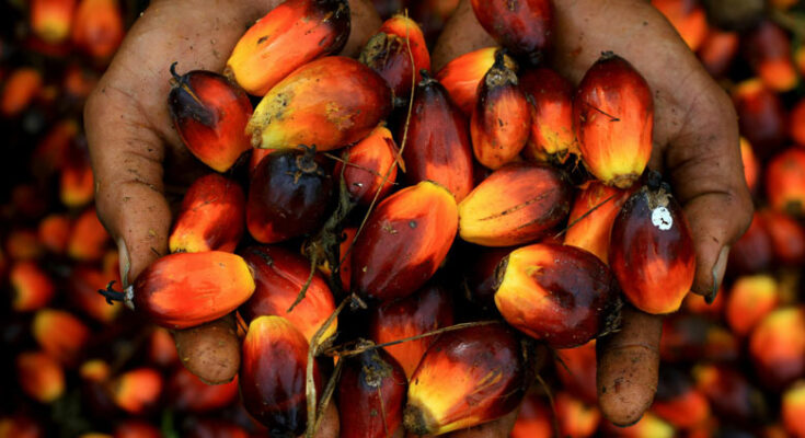All things you need to know about National Mission on Edible Oils – Oil Palm