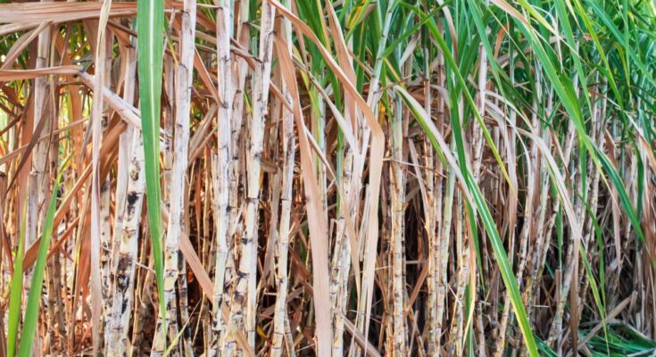 CCEA approves Rs 5 hike in fair and remunerative price of sugarcane for SS 2021-22
