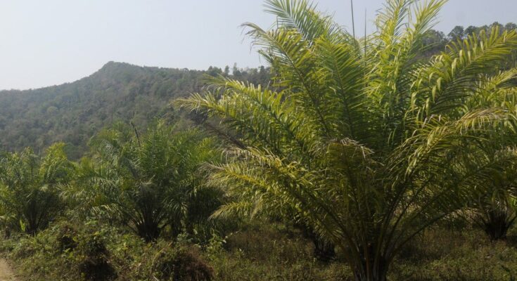 OPDPA welcomes Govt’s move towards pushing oil palm cultivation