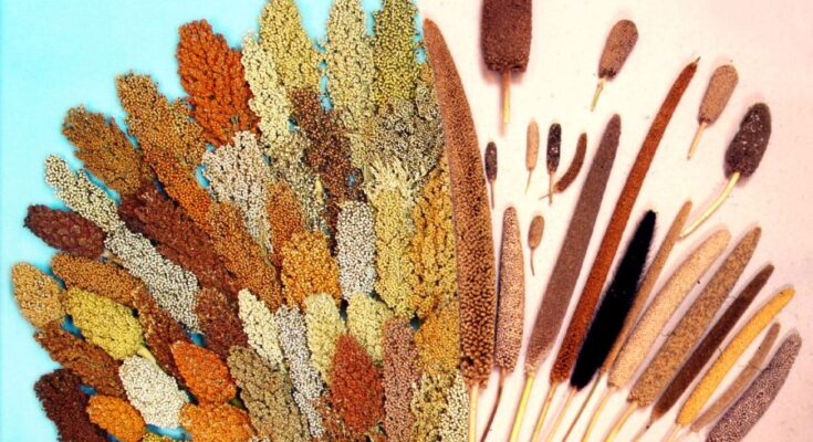 APEDA inks MoU with ICAR-IIMR to boost millet exports