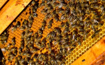 MANAGE, NBB to boost beekeeping in southern India, incorporate honeybees as agri input