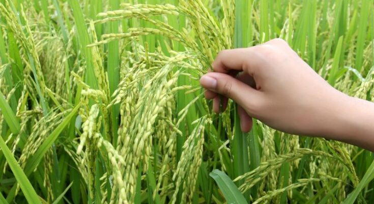 Focus on enhancing yield for sustained development holds the key; rice industry needs a comprehensive strategy: Infomerics study