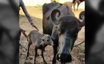 India’s first Banni buffalo IVF calf born in Gujarat