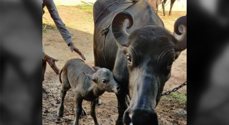 India’s first Banni buffalo IVF calf born in Gujarat
