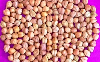 New climate-resilient, disease-resistant chickpea varieties coming farmers’ way