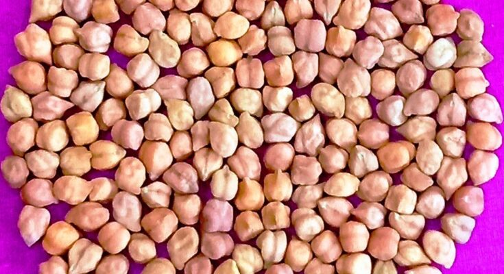 New climate-resilient, disease-resistant chickpea varieties coming farmers’ way
