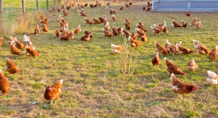 Proteon Pharma to focus on sustainable alternative to antibiotics in poultry industry