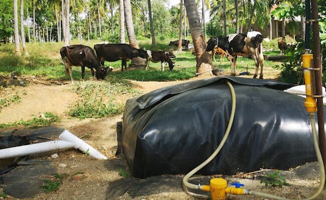  invests Rs 20 Cr to accelerate biogas production from animal  manure - Agriculture Post