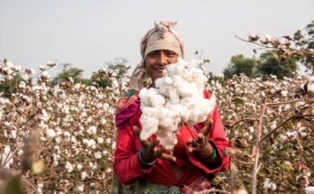 Cabinet approves price MSP support of Rs17,408.85 Cr for cotton seasons from 2014-15 to 2020-21