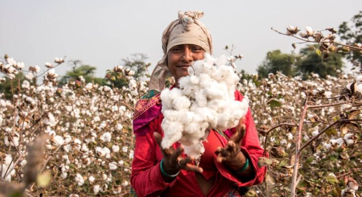 Cabinet approves price MSP support of Rs17,408.85 Cr for cotton seasons from 2014-15 to 2020-21