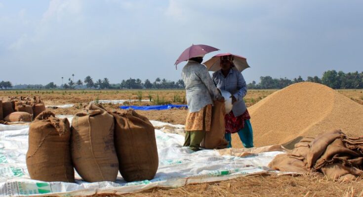 Centre procures 209 LMT paddy from 11.57 lakh farmers till November 8