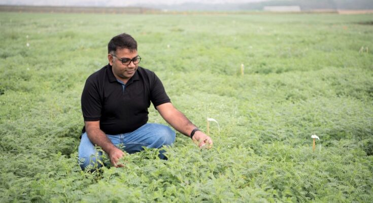 Largest plant genome sequencing effort yields a pan-genome for chickpea, sets it up for a breeding revolution