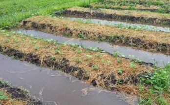 Cabinet approves continuation of irrigation scheme - Pradhan Mantri Krishi Sinchayee Yojana for 2021-26