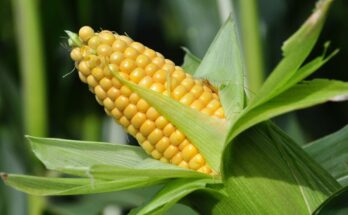 Gene editing revolutionising agriculture through improvement in crops