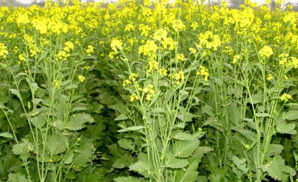 Mustard production expected to touch record 110 lakh tonnes in Rabi season:  COOIT - Agriculture Post