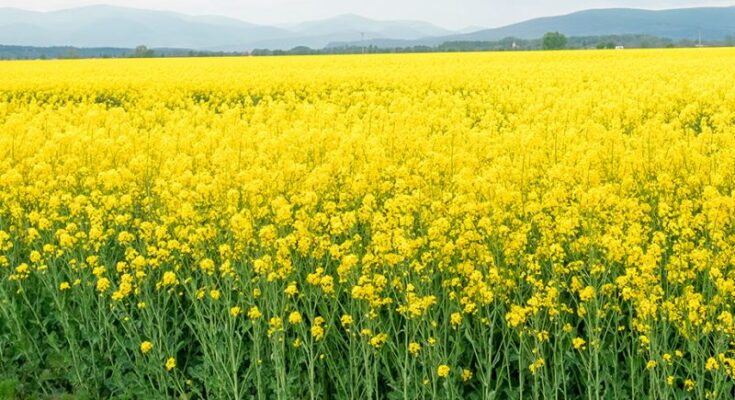 COOIT urges Govt to create buffer stock of mustard; incentivise its cultivation