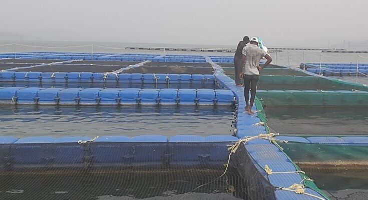 Govt emphasises on promoting robust cage aquaculture