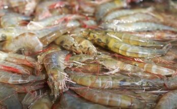 Kings Infra makes record by harvesting 80 gm L. Vannamei shrimps