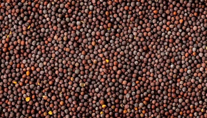 COOIT to announce mustard seed production estimate during its 2-day conference in March