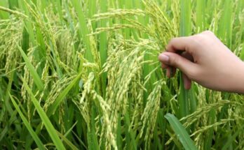 IIT Kanpur develops Novel Nanoparticles to protect rice crop from fungal and bacterial infections