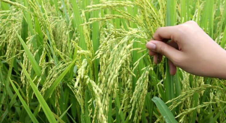 IIT Kanpur develops Novel Nanoparticles to protect rice crop from fungal and bacterial infections