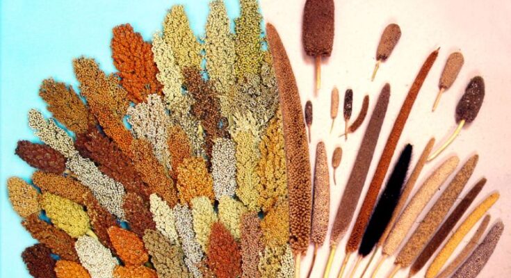 Startups and FPOs to play key role in making India a millet hub of the world: Govt