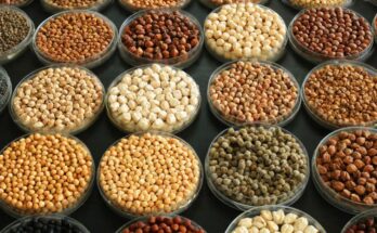 World Pulses Day leverages the power of youth to transform agrifood systems