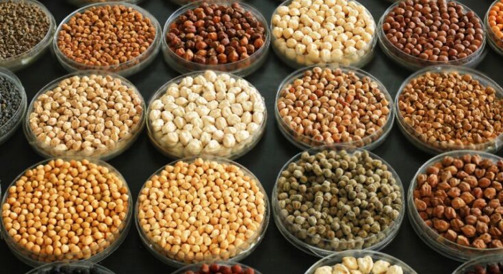 World Pulses Day leverages the power of youth to transform agrifood systems