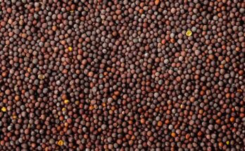 Mustard seed production estimated to rise 29% 2021-22: COOIT