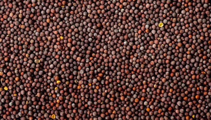 Mustard seed production estimated to rise 29% 2021-22: COOIT