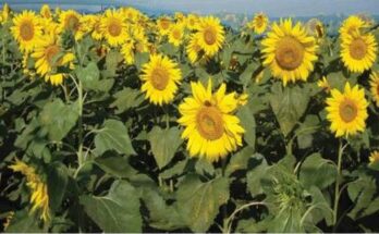 Centre emphasises on promoting sunflower area and production
