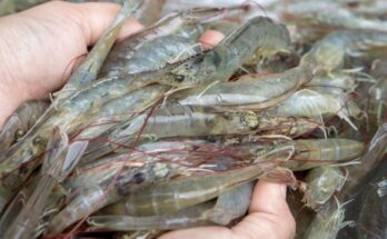 Farm to Plate, Esearass partner to provide global consumers quality seafood with greater traceability