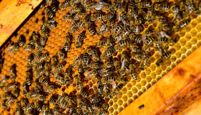 NDDB, National Bee Board organise national conclave on 'Production of Bees Wax'