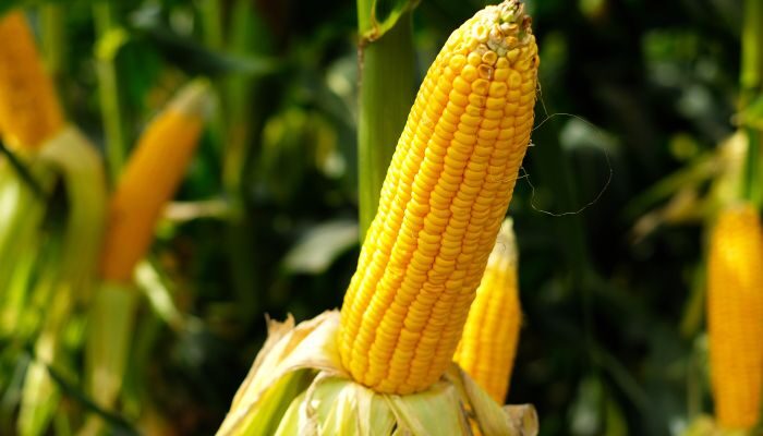 Govt to support industry and farmers to increase maize production: Agriculture minister