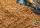Why does India announce relaxation in wheat export? Read hear…