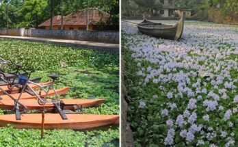 Making water hyacinth weeds profitable through an AI-based tool